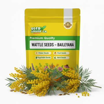Wattle seeds – Baileyana