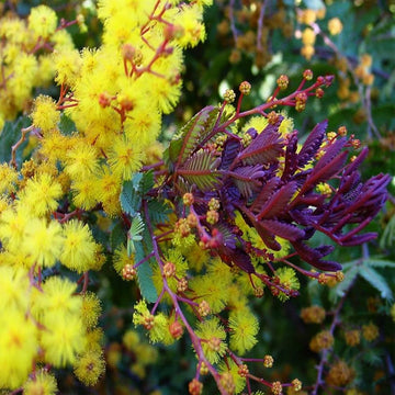 Wattle seeds – Baileyana ‘Purpurea’