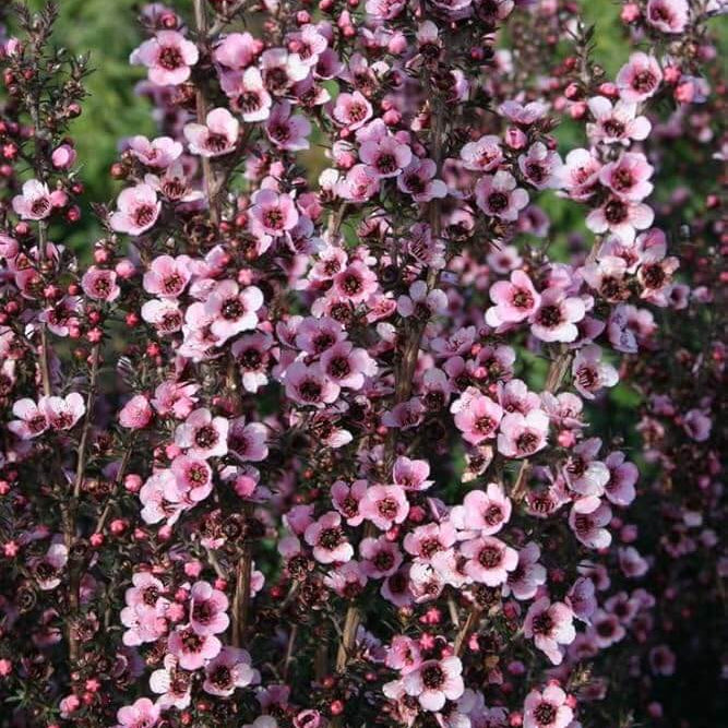 Wax Flower Seeds - Flower Plant
