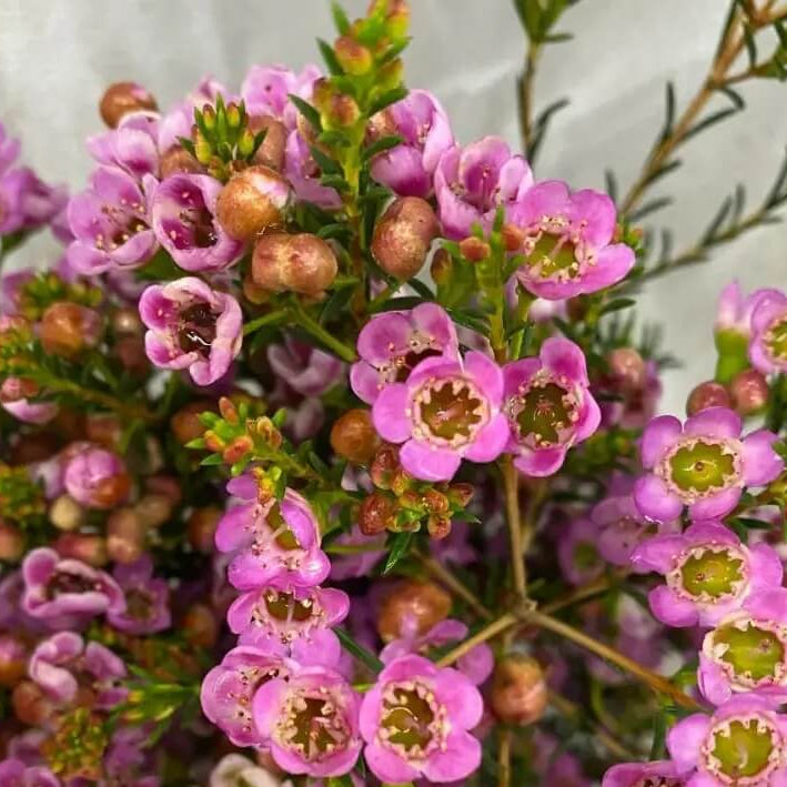 Wax Flower Seeds - Flower Plant