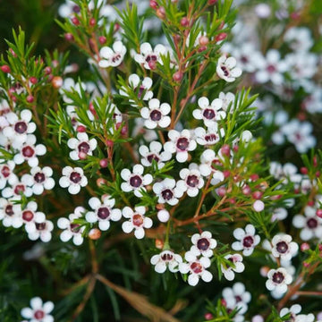 Wax Flower Seeds - Flower Plant