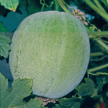 Wax Gourd Seeds – Green
