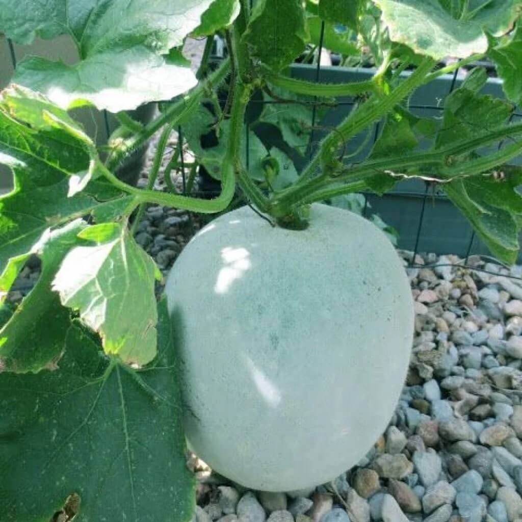 Wax Gourd Seeds – Green

