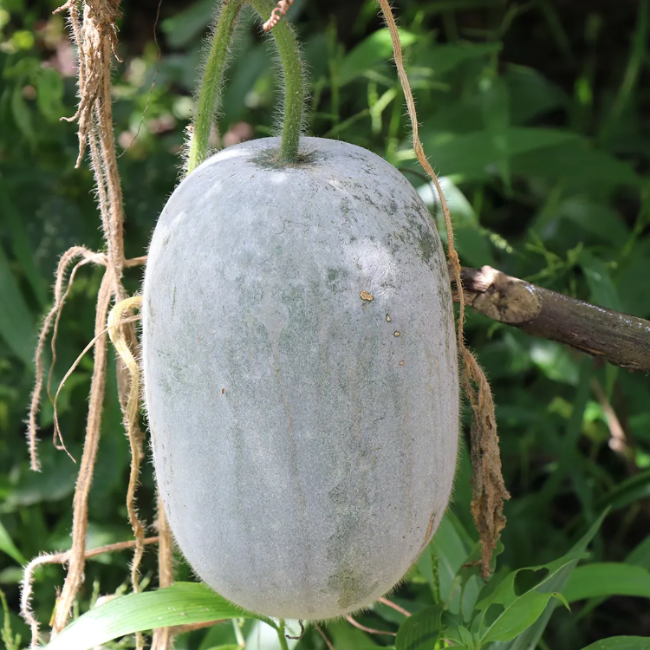 Wax Gourd Seeds – Heirloom