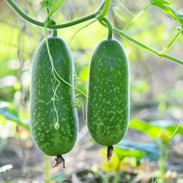 Wax Gourd Seeds - Vegetable Plant