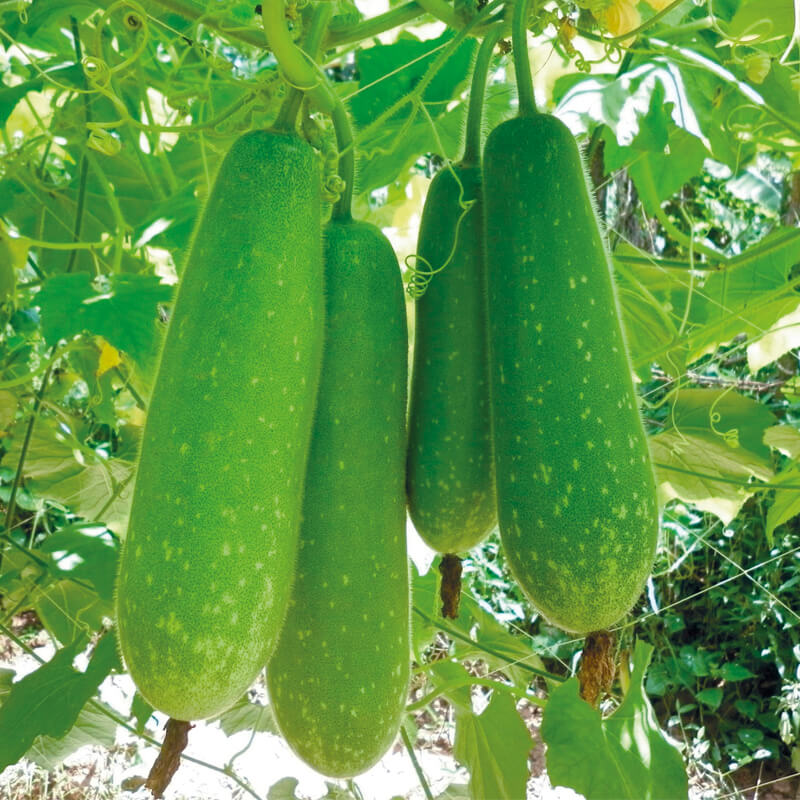 Wax Gourd Seeds - Vegetable Plant