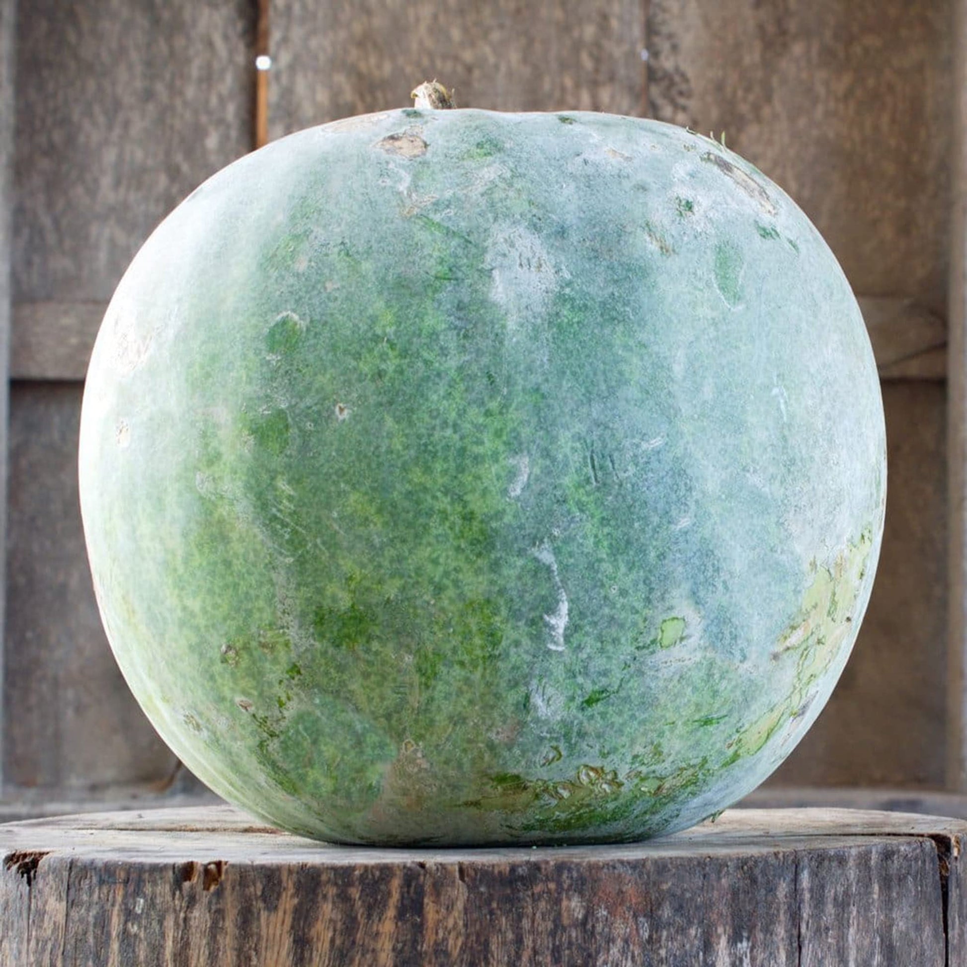 Wax Gourd Seeds 