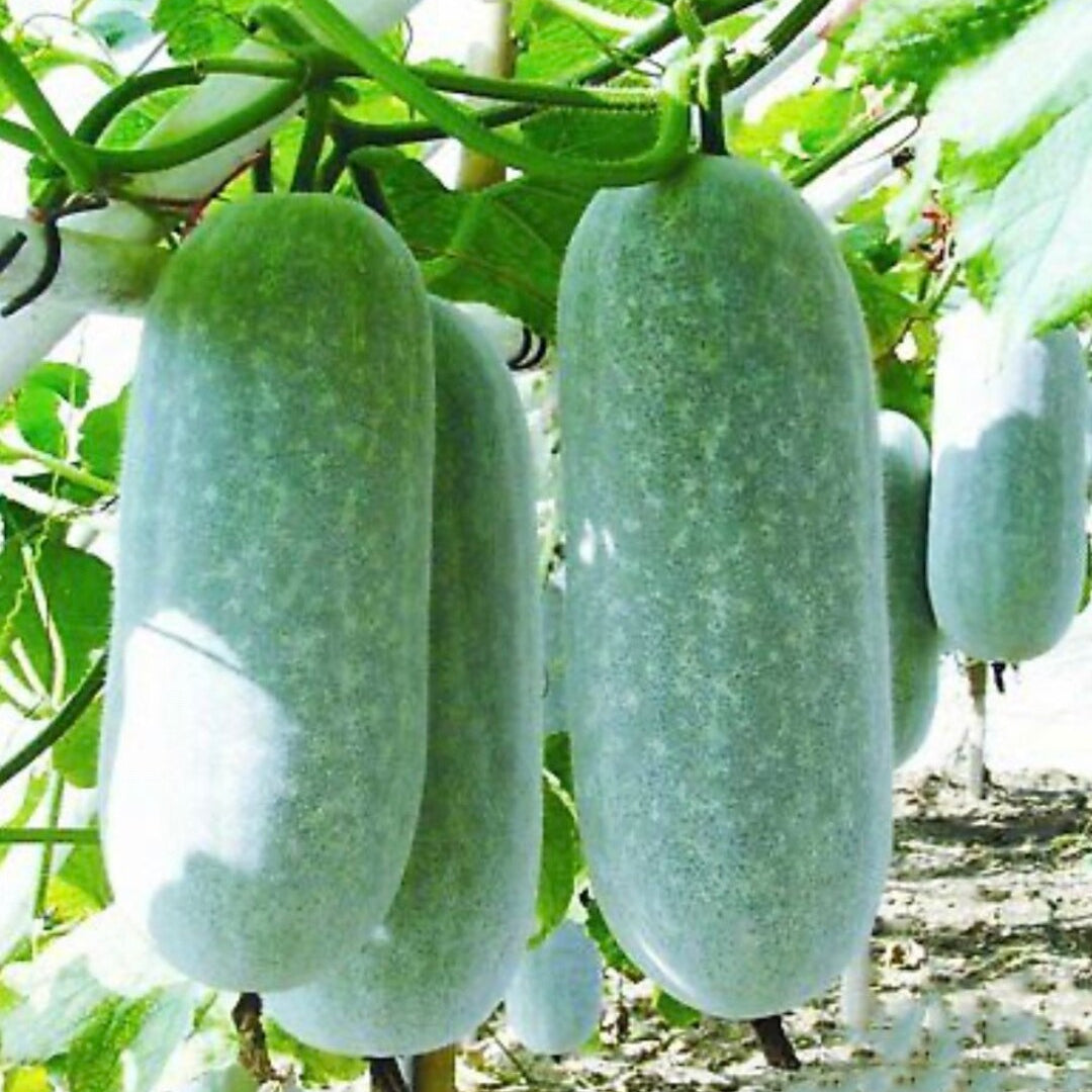 Wax Gourd Seeds 
