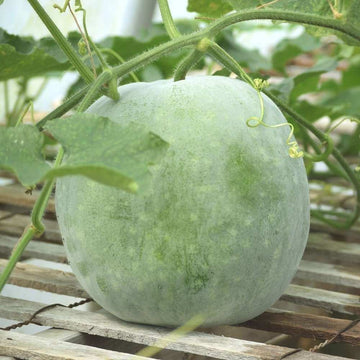 Wax Gourd Seeds – Green
