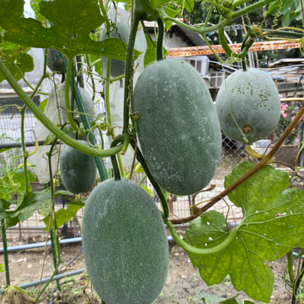 Wax Gourd Seeds – Heirloom