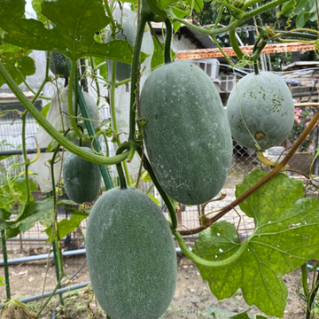 Wax Gourd Seeds – Heirloom