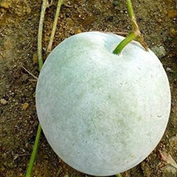 Wax Gourd Seeds – White