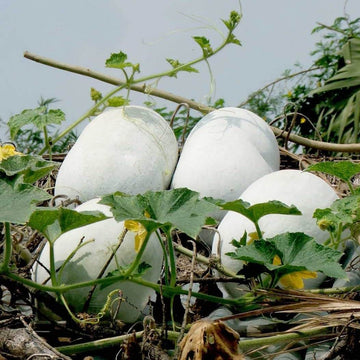 Wax Gourd Seeds – Winter Melon