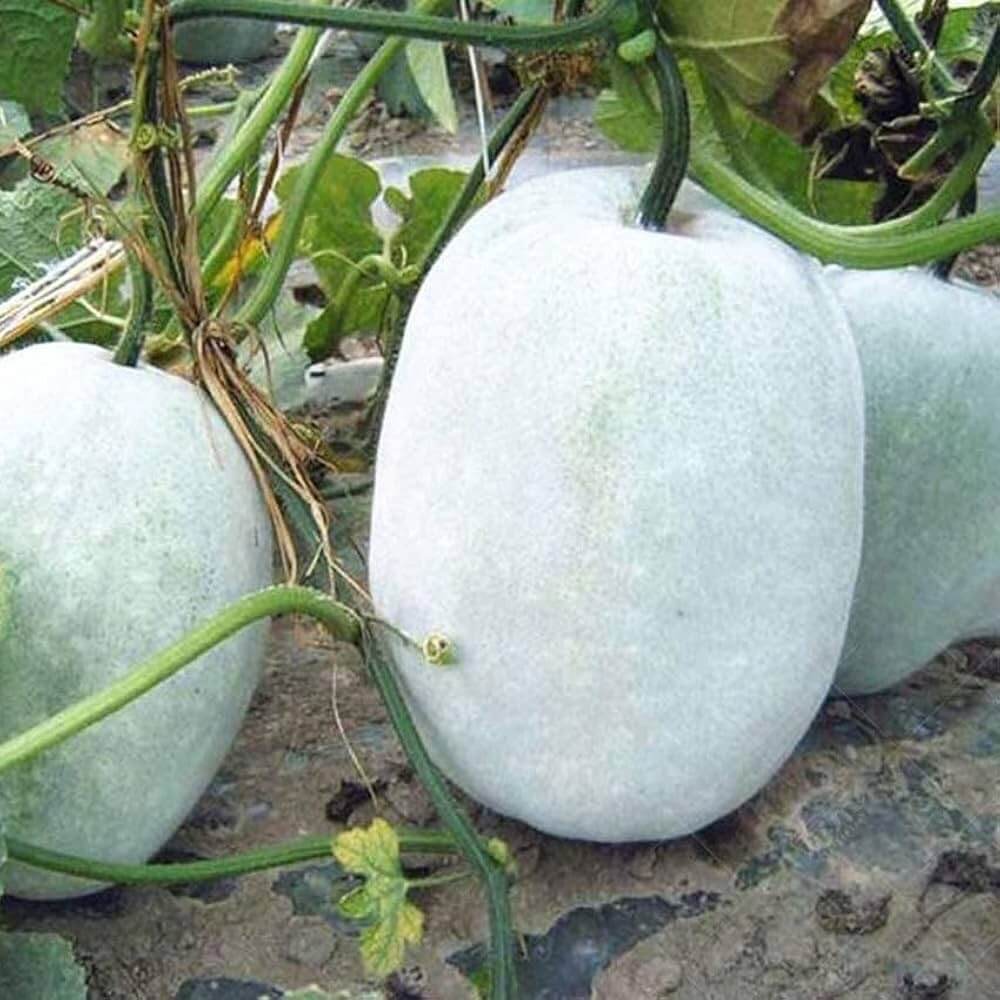 Wax Gourd Seeds – Winter Melon