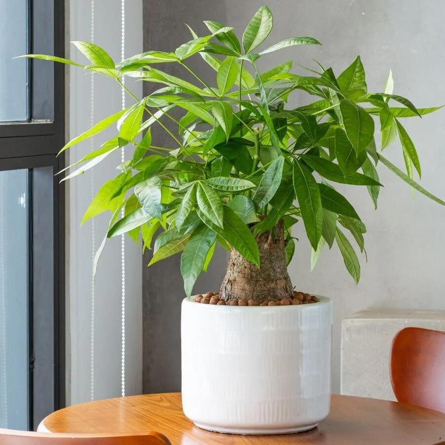 Wealth Plant Seeds