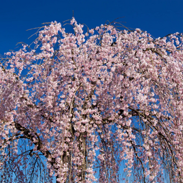 Weeping Higan Cherry Seeds