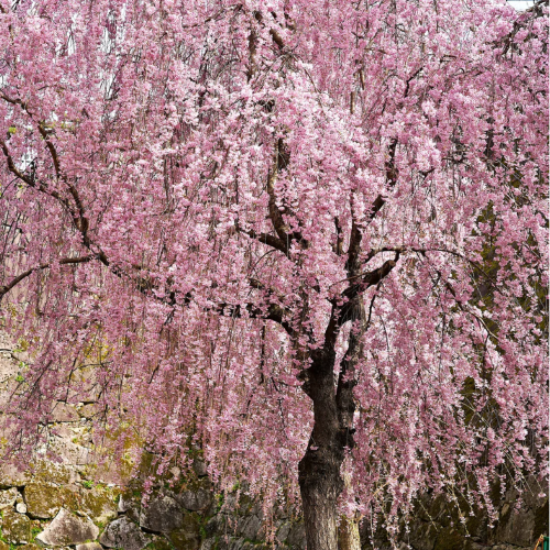 Weeping Higan Cherry Seeds