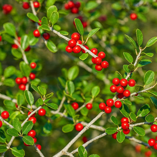 Weeping Yaupon Holly Seeds