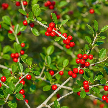 Weeping Yaupon Holly Seeds