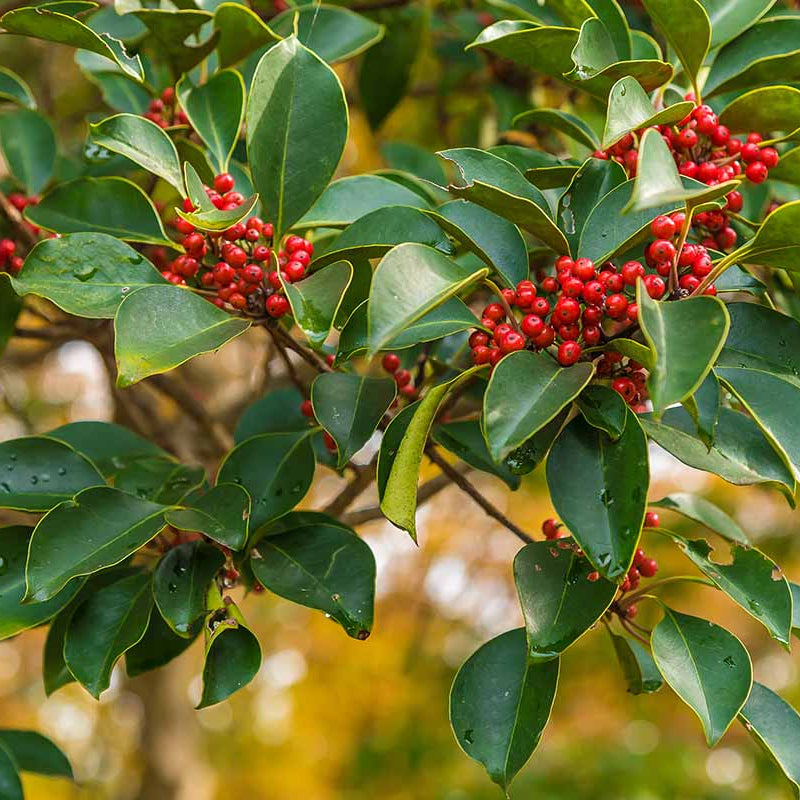 Weeping Yaupon Holly Seeds