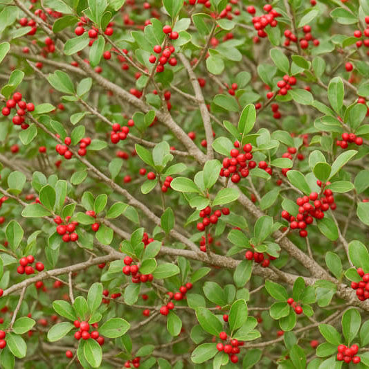 Weeping Yaupon Holly Seeds