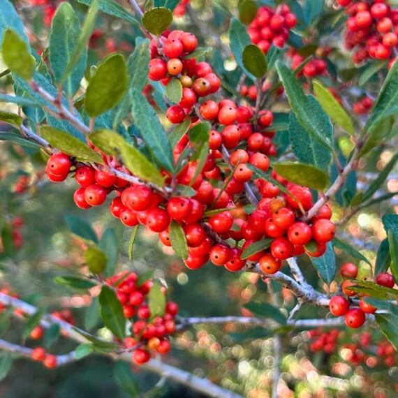 Weeping Yaupon Holly Seeds