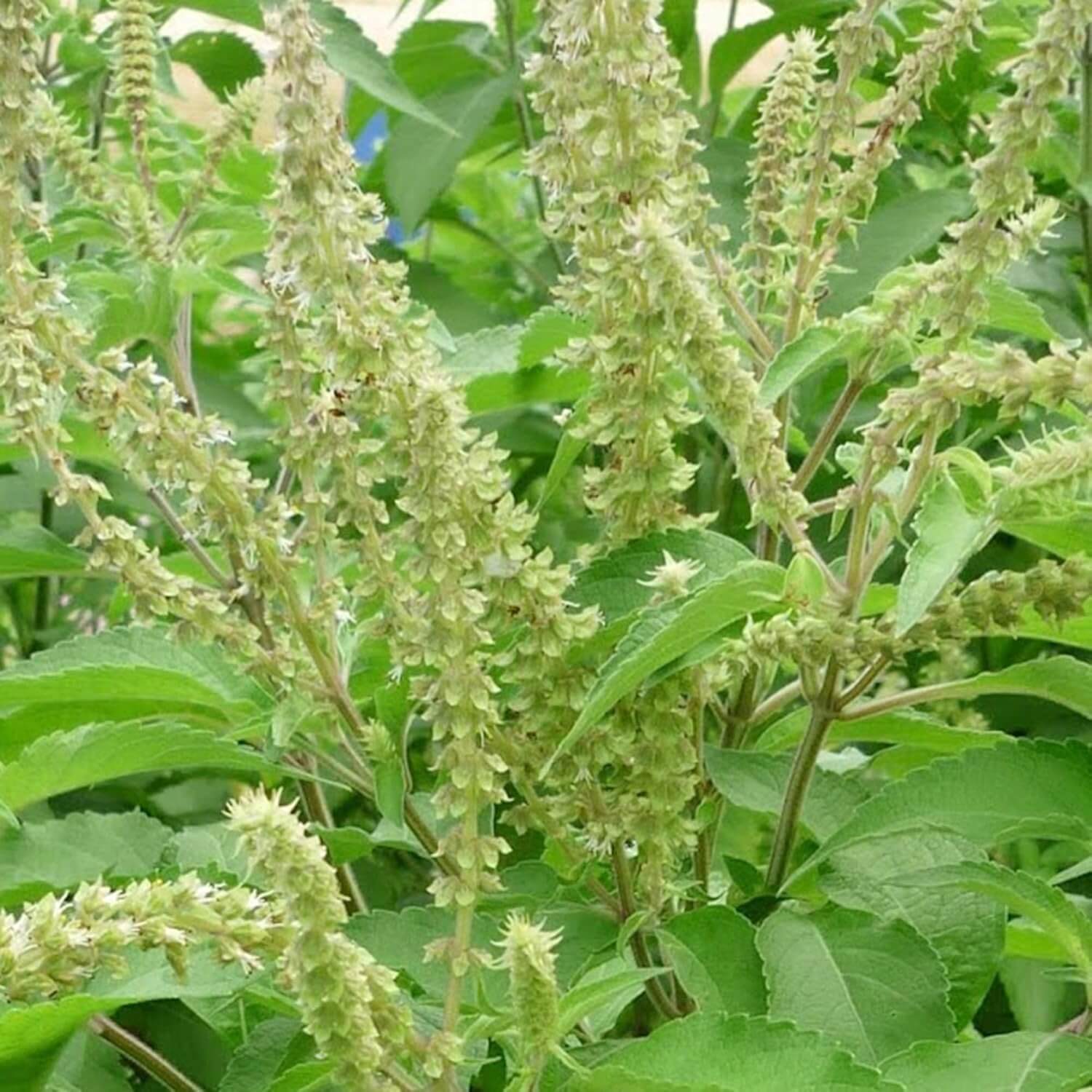 West African Wild Clove Basil Seeds - Herbal Plant