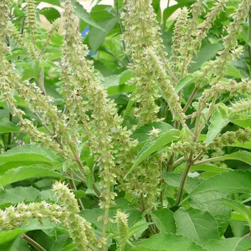 West African Wild Clove Basil Seeds - Herbal Plant