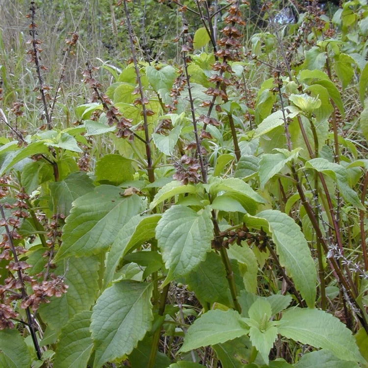 West African Wild Clove Basil Seeds - Herbal Plant