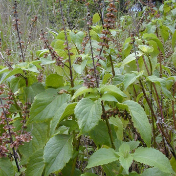 West African Wild Clove Basil Seeds - Herbal Plant