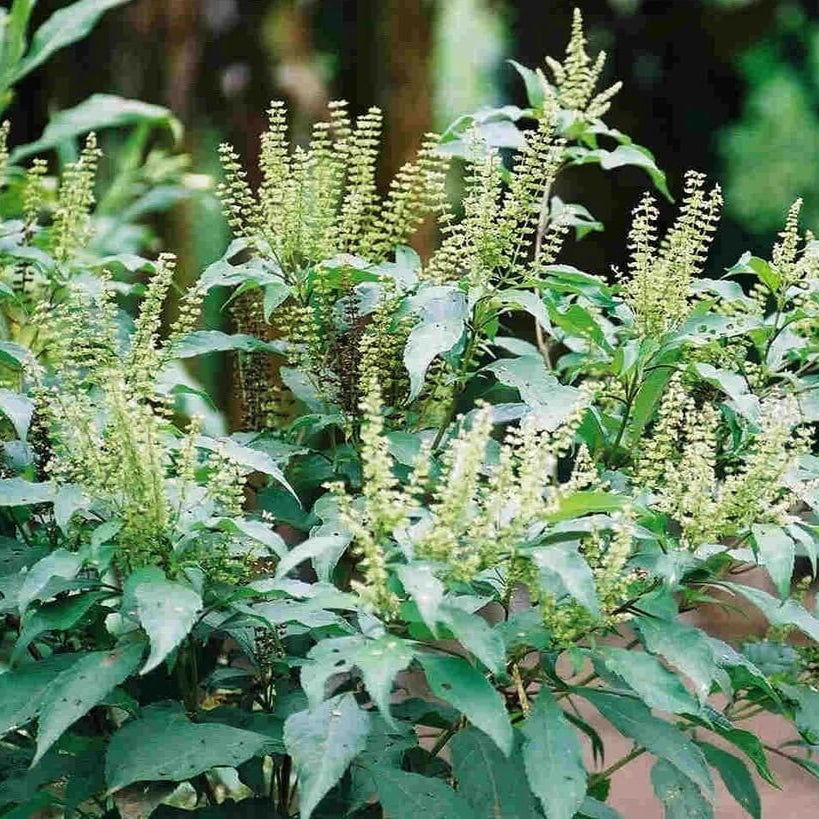 West African Wild Clove Basil Seeds - Herbal Plant