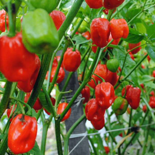 West Indies Hot Pepper Seeds
