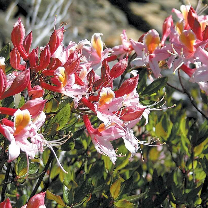 Western Azalea Seeds