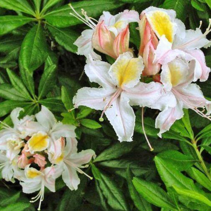 Western Azalea Seeds