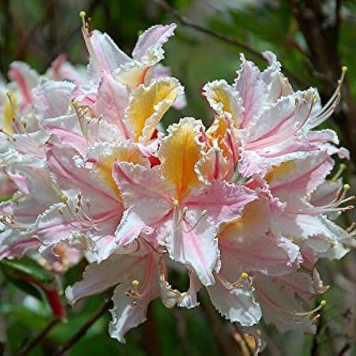 Western Azalea Seeds