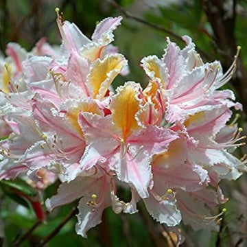 Western Azalea Seeds