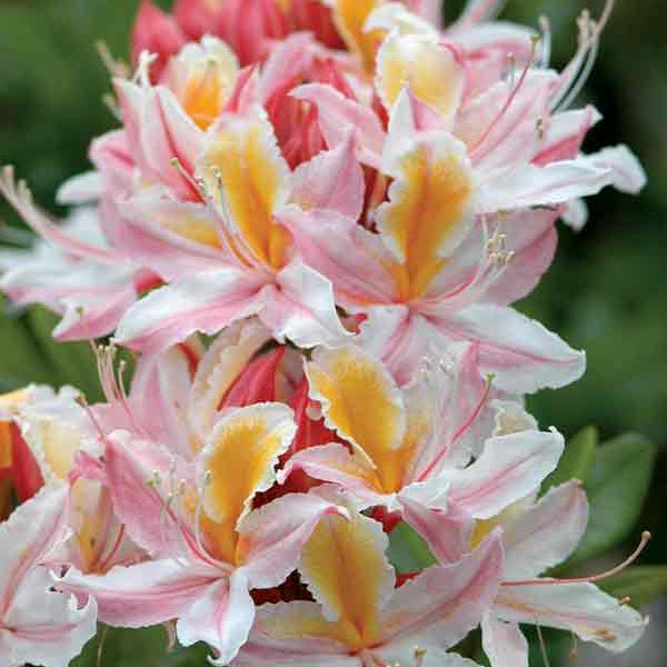 Western Azalea Seeds