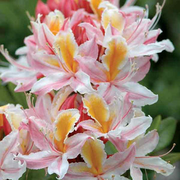 Western Azalea Seeds