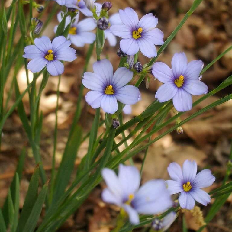 Western Blue Eyed Grass Seeds - Flower Plant