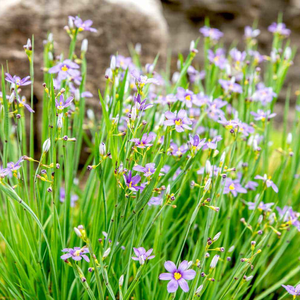 Western Blue Eyed Grass Seeds - Flower Plant