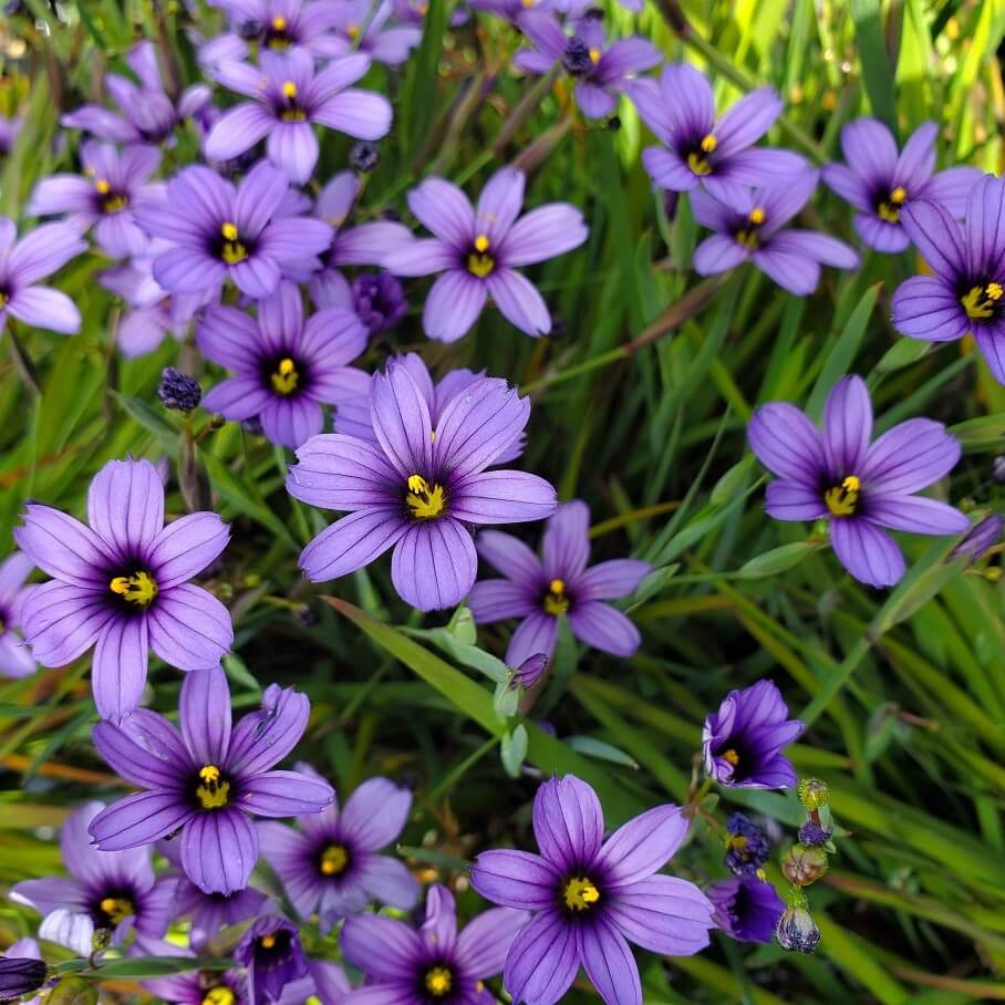 Western Blue Eyed Grass Seeds - Flower Plant