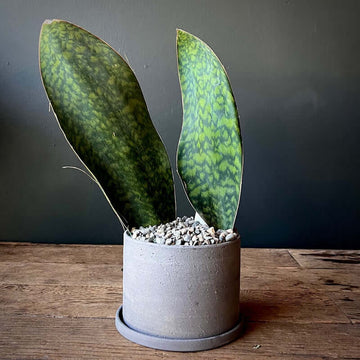 Whale Fin Snake Plant Seeds