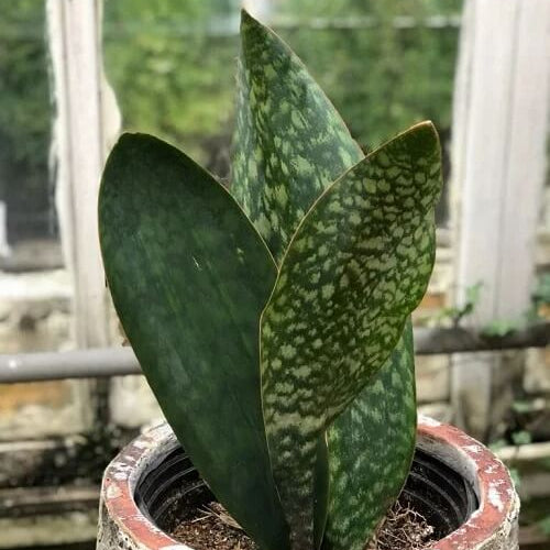 Whale Fin Snake Plant Seeds