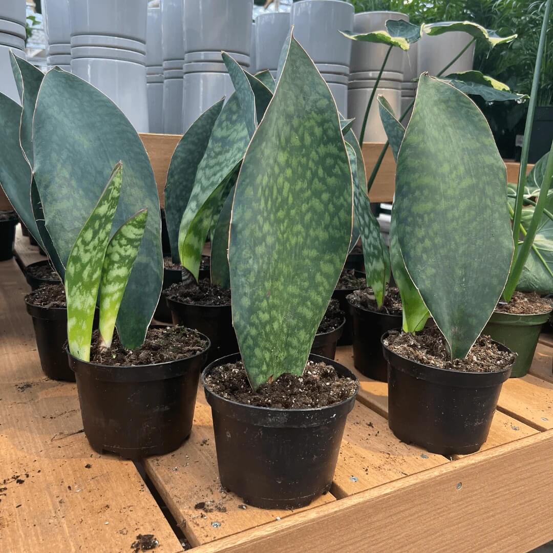 Whale Fin Snake Plant Seeds