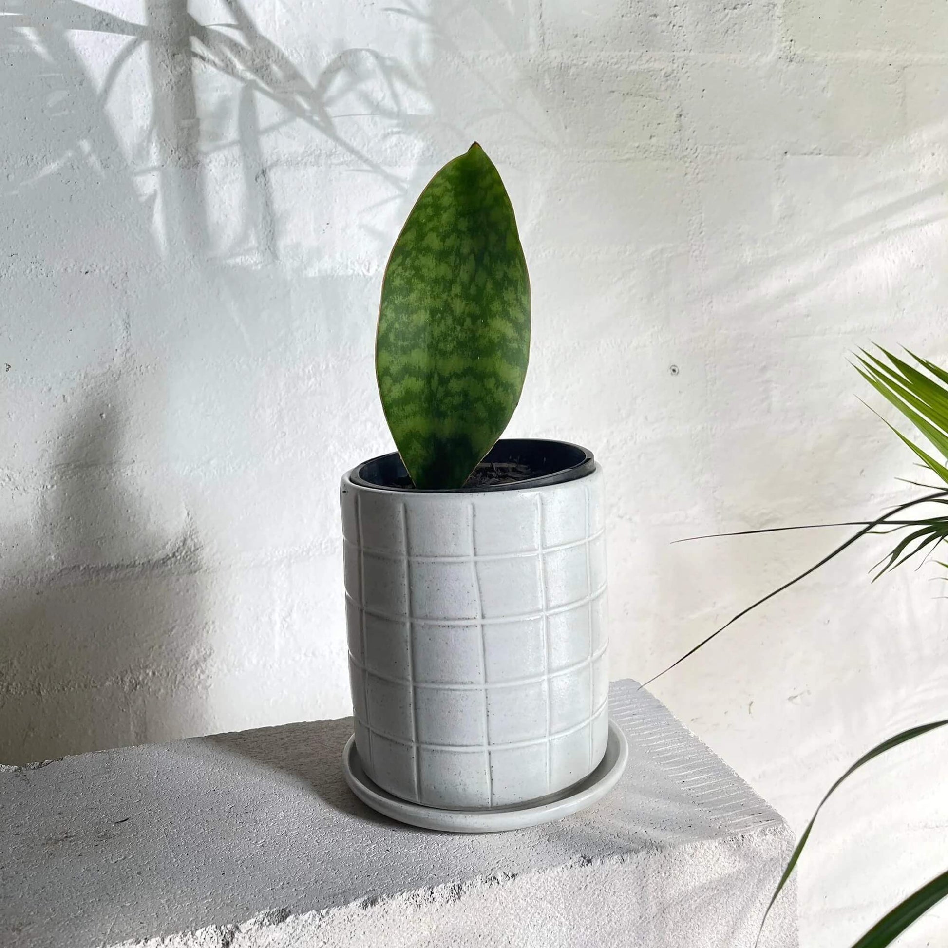 Whale Fin Snake Plant Seeds