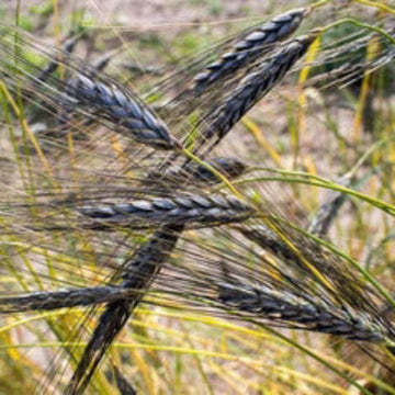 Wheat Seeds – Black