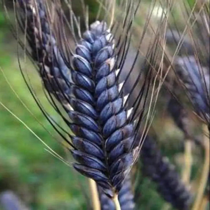 Wheat Seeds – Black