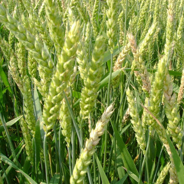 Wheat Seeds – Green