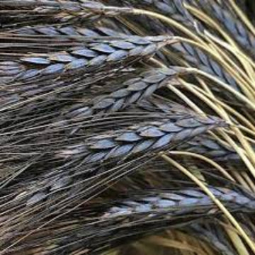 Wheat Seeds – Black