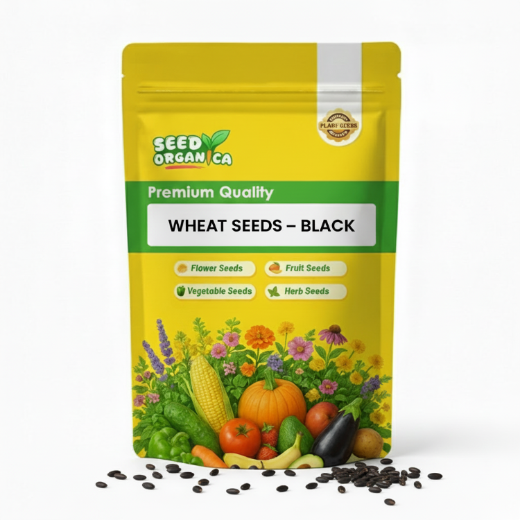 Wheat Seeds – Black